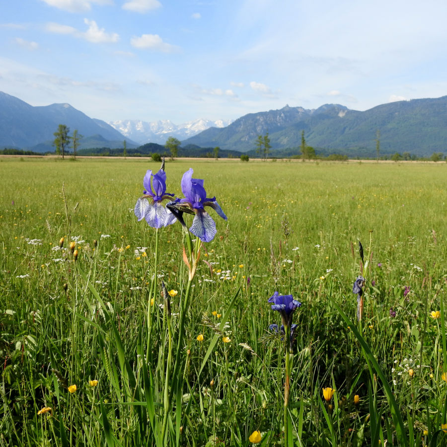 Badersee-Blog: Murnauer Moos Rundweg