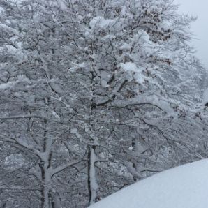 badersee_blog_hornschlittenrennen_15