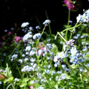 Hotel-am-Badersee_Ausflug_Orchideen_10