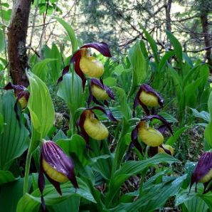 Hotel-am-Badersee_Ausflug_Orchideen_12