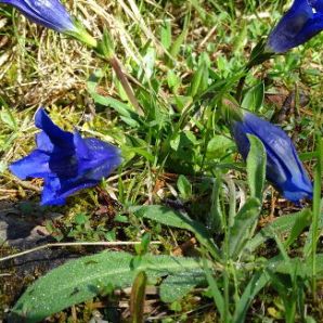 Hotel-am-Badersee_Ausflug_Orchideen_14