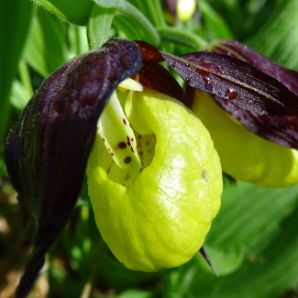 Hotel-am-Badersee_Ausflug_Orchideen_15