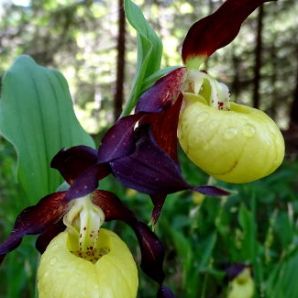 Hotel-am-Badersee_Ausflug_Orchideen_20