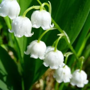 Hotel-am-Badersee_Ausflug_Orchideen_21