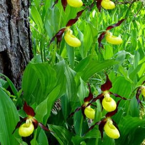 Hotel-am-Badersee_Ausflug_Orchideen_22