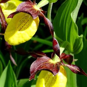Hotel-am-Badersee_Ausflug_Orchideen_23