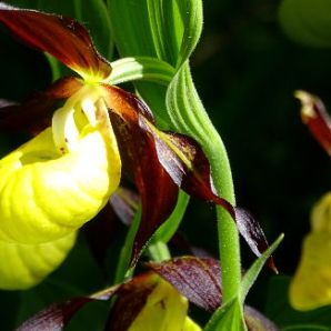 Hotel-am-Badersee_Ausflug_Orchideen_24