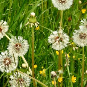 badersee-blog_ausflugstipp-osterseen_03