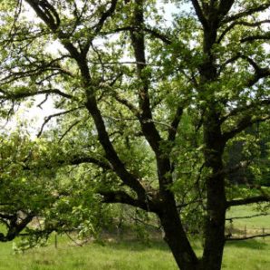 badersee-blog_ausflugstipp-osterseen_14