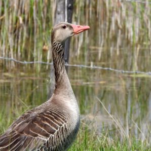 badersee-blog_ausflugstipp-osterseen_17