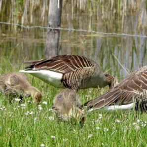 badersee-blog_ausflugstipp-osterseen_18