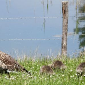 badersee-blog_ausflugstipp-osterseen_20