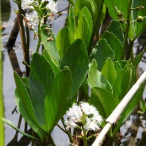 badersee-blog_ausflugstipp-osterseen_47