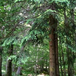 HotelamBadersee_Wanderung-Schafkopf07