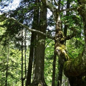 HotelamBadersee_Wanderung-Schafkopf18