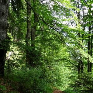 HotelamBadersee_Wanderung-Schafkopf21