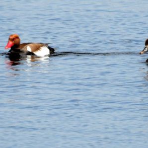 badersee-blog_ausflugstipp_staffelsee_23