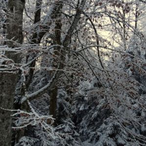 badersee-blog_winterwanderung_grainau-zugspitze_11