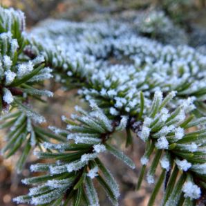 badersee-blog_leichte-winterwanderwege_099_murnauer-moos