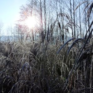 badersee-blog_leichte-winterwanderwege_103_murnauer-moos