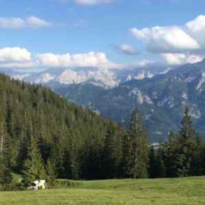 badersee-blog_stepbergalm-ziegspitz-johannifeuer_40