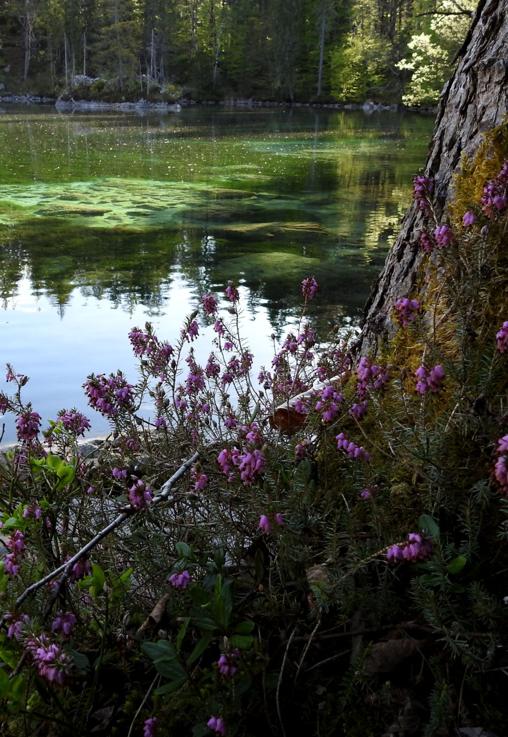 The Badersee Blog